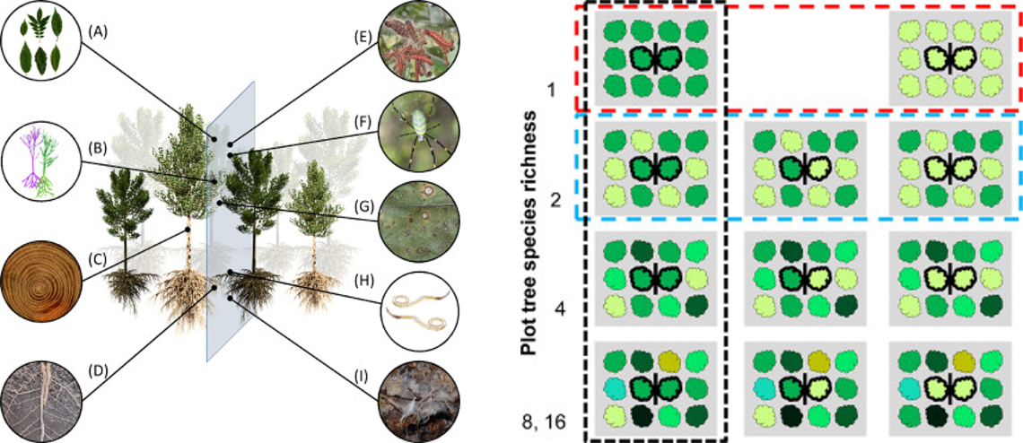 The significance of tree-tree interactions for forest ecosystem functioning