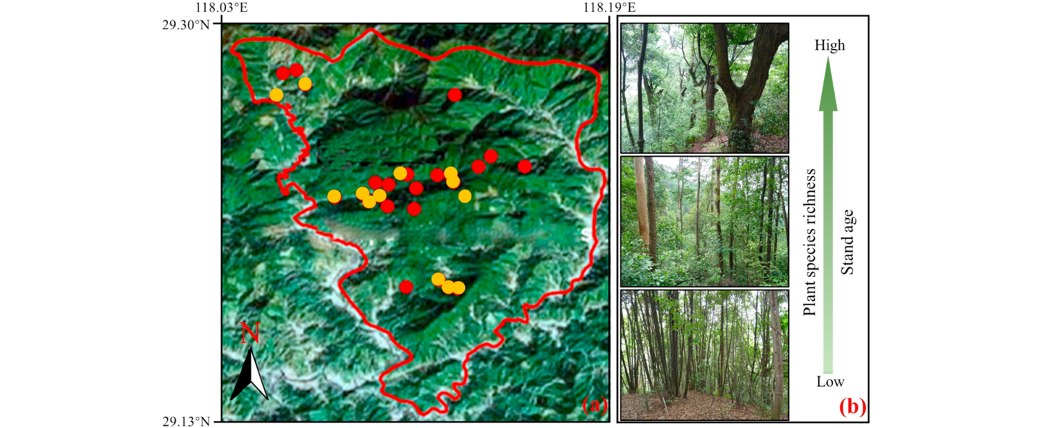 Plant and microbial pathways driving plant diversity effects on soil carbon accumulation in subtropical forest