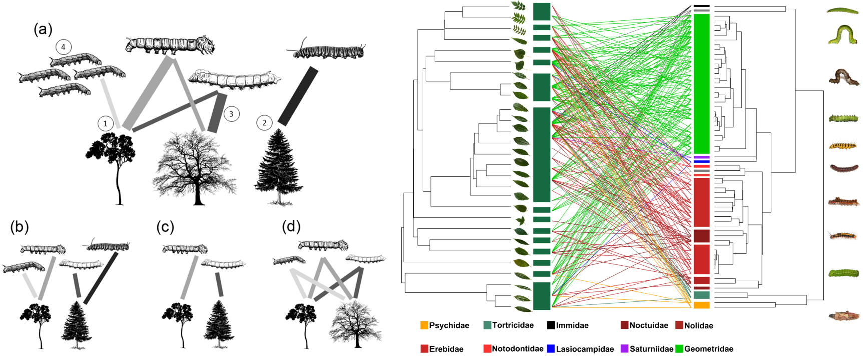 Host functional and phylogenetic composition rather than host diversity structure plant-herbivore networks